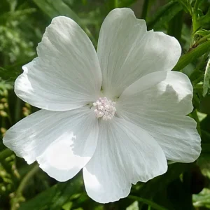<b>Malva moschata `Alba` </b> Weiße Moschusmalve