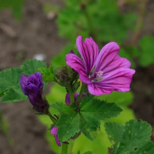 <b>Malva sylvestris</b>Wilde Malve
