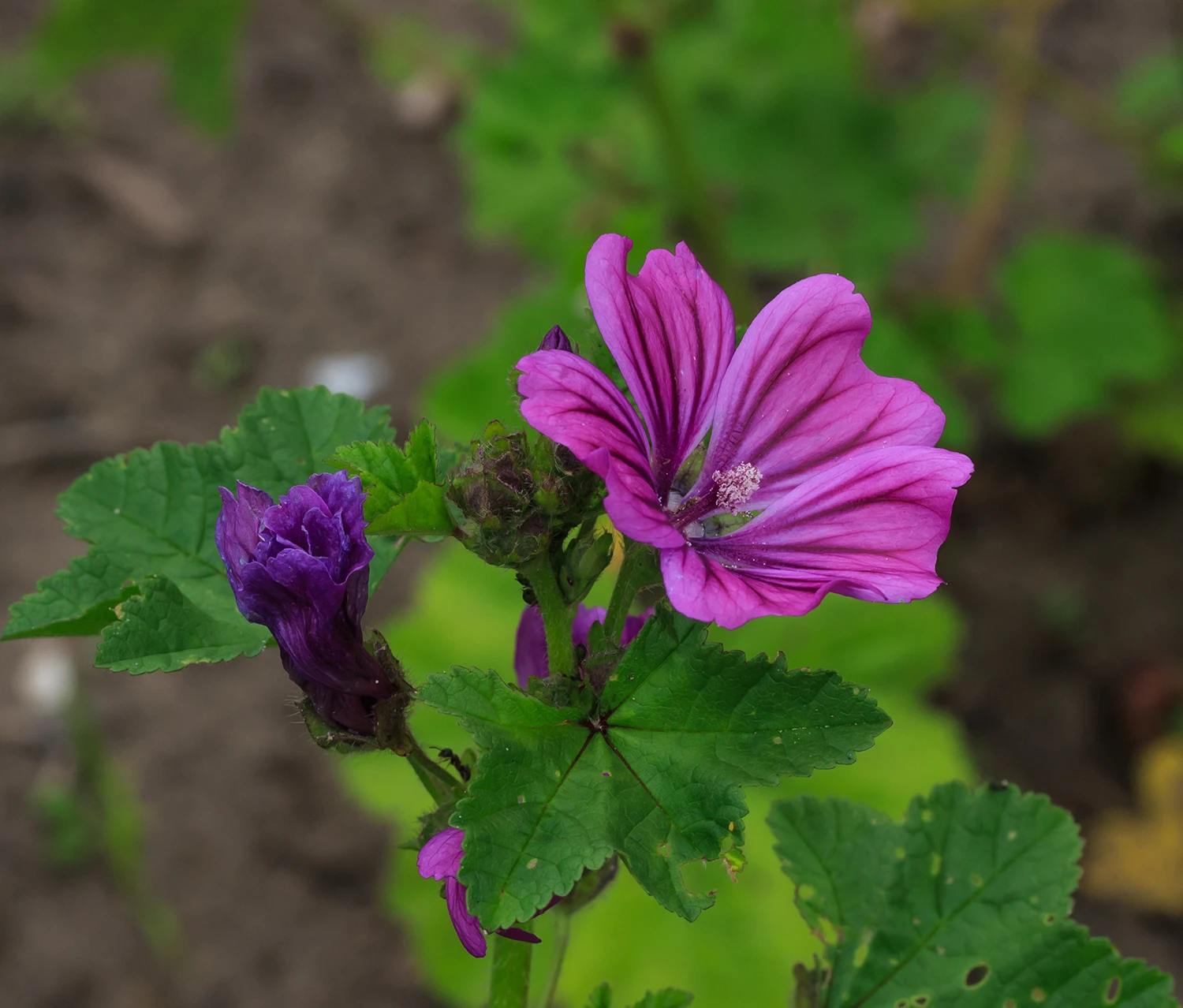 <b>Malva sylvestris</b>Wilde Malve
