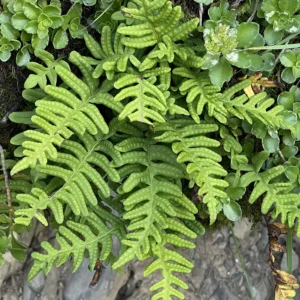 <b>Polypodium vulgare</b> Gemeiner Tüpfelfarn