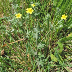 <b>Potentilla argentea</b> Silber- Fingerkraut