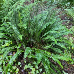 <b>Blechnum  spicant  </b> Rippenfarn