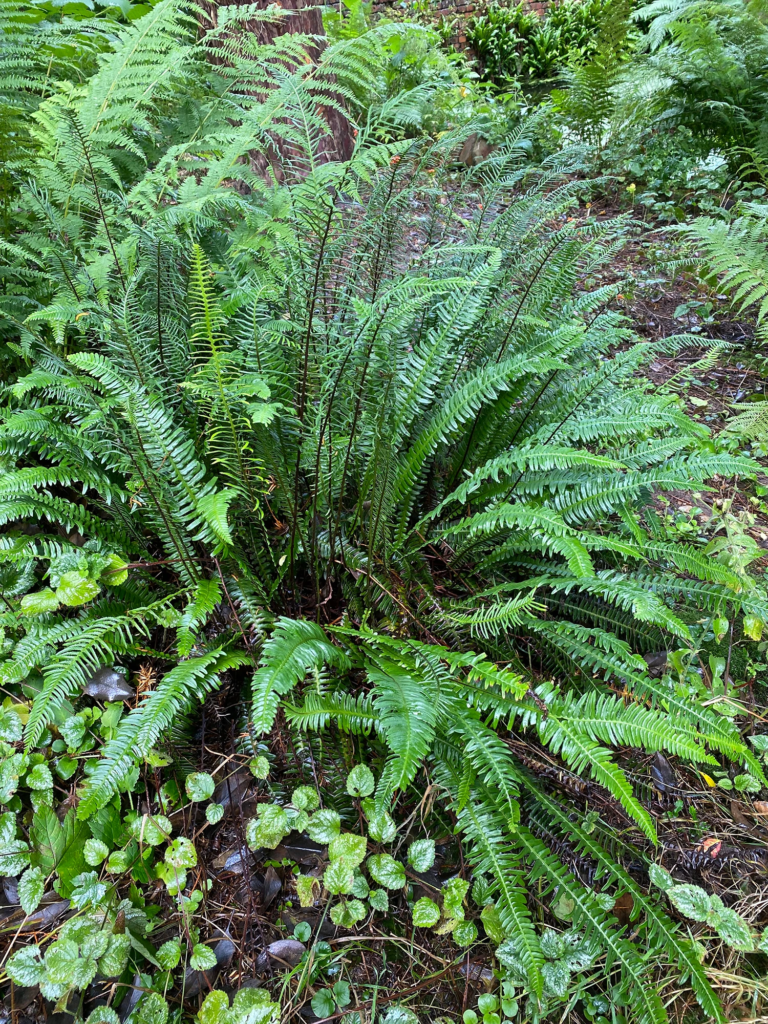 <b>Blechnum spicant </b> Rippenfarn