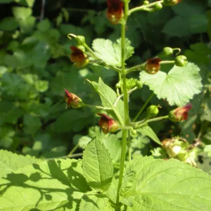 <b>Scrophularia nodosa</b> Knotiger Braunwurz