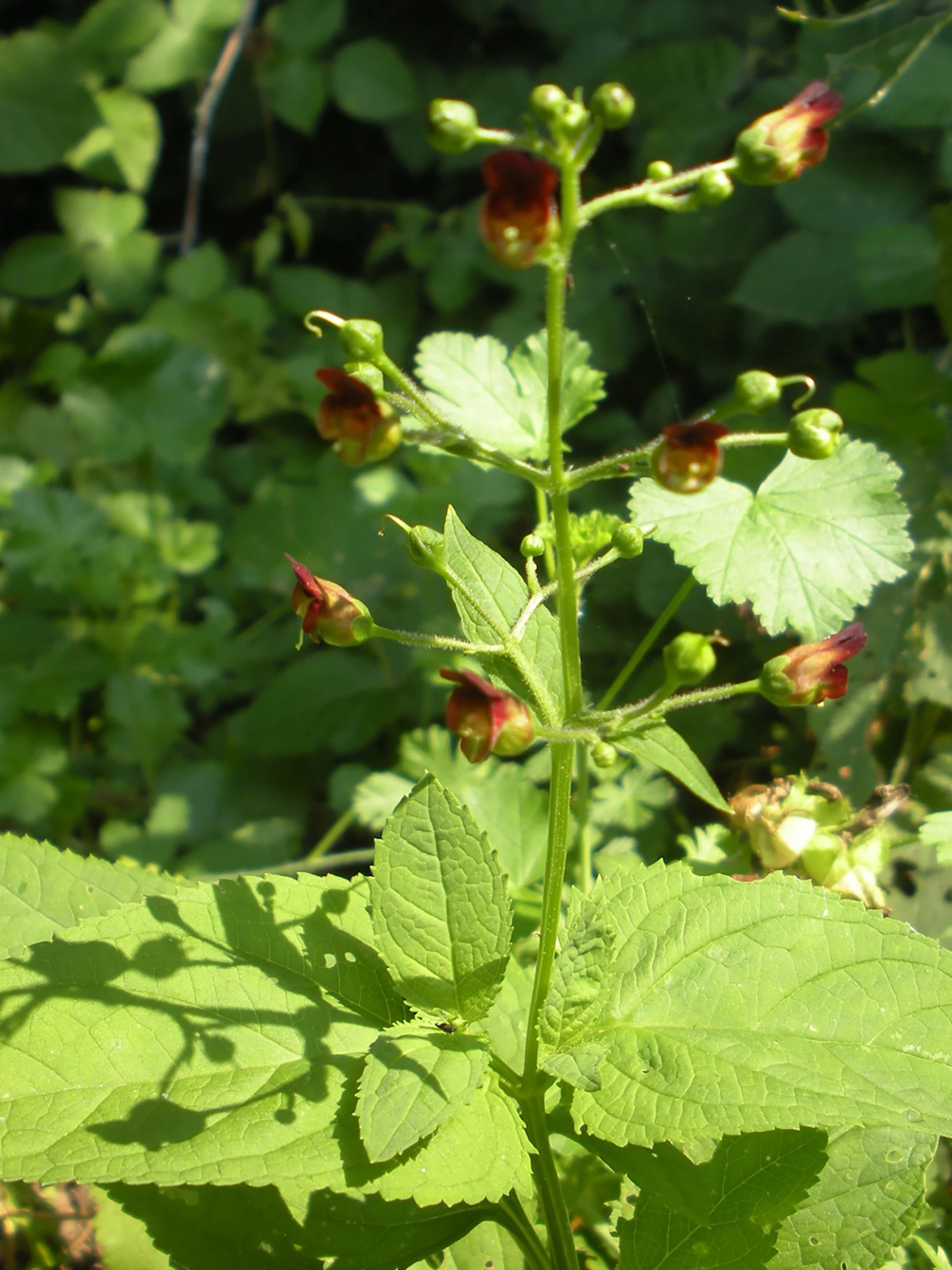 <b>Scrophularia nodosa</b> Knotiger Braunwurz