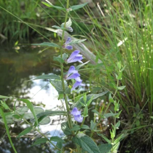 <b>Scutellaria galericulata </b> Sumpf-Helmkraut