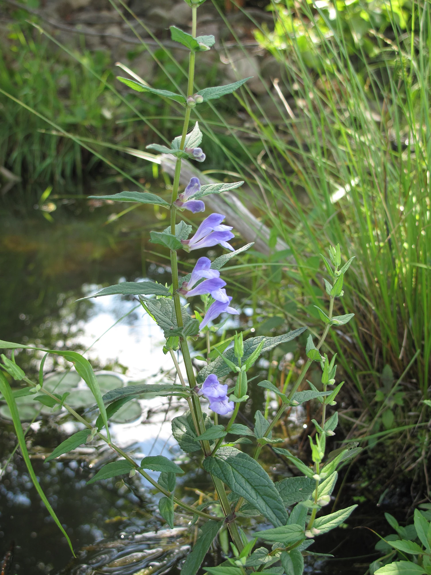 <b>Scutellaria galericulata </b> Sumpf-Helmkraut