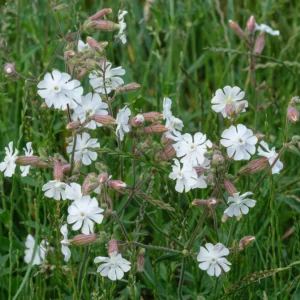 <b>Silene latifolia alba </b> Weiße Lichtnelke