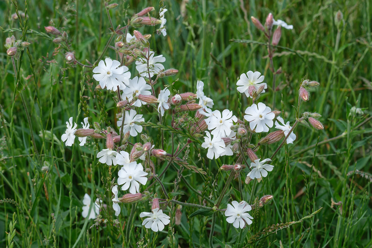 <b>Silene latifolia alba </b> Weiße Lichtnelke