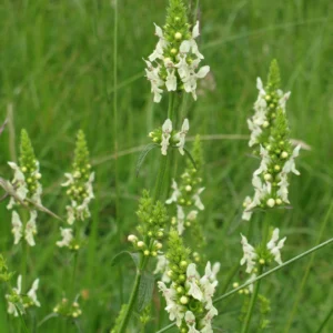 <b>Stachys recta  </b> Aufrechter Ziest