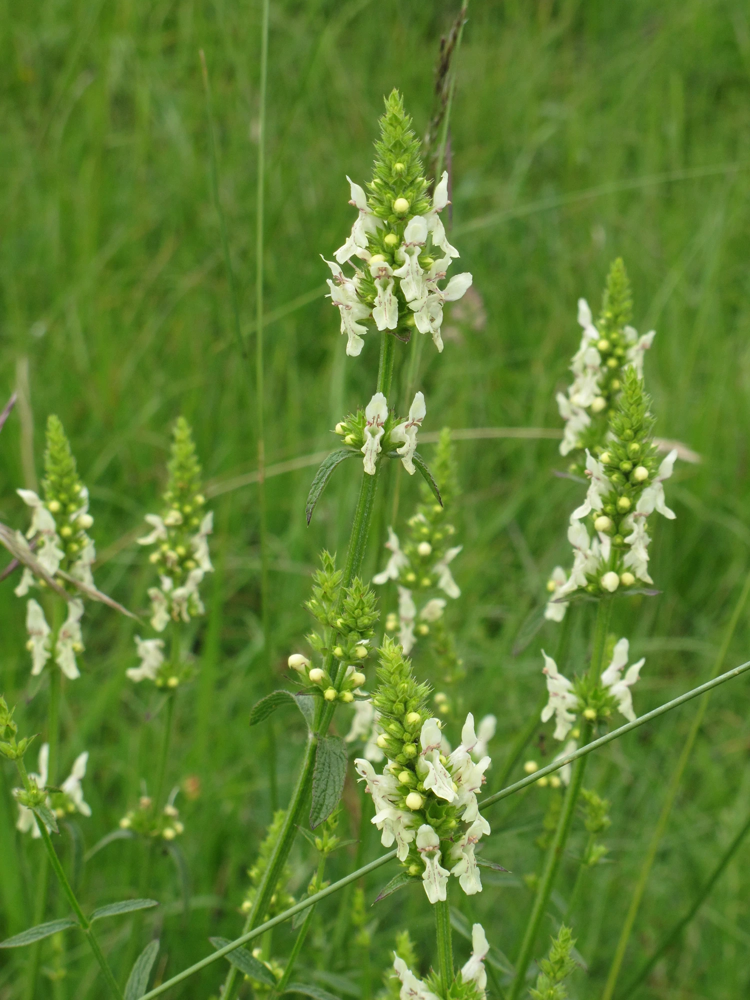 <b>Stachys recta </b> Aufrechter Ziest