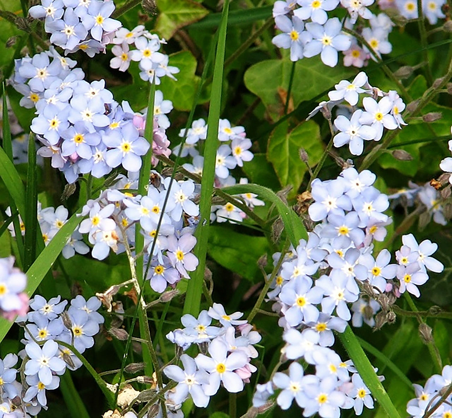 <b>Myosotis scorpioides</b> Sumpf-Vergissmeinnicht