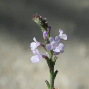<b>Verbena officinalis </b> echtes Eisenkraut