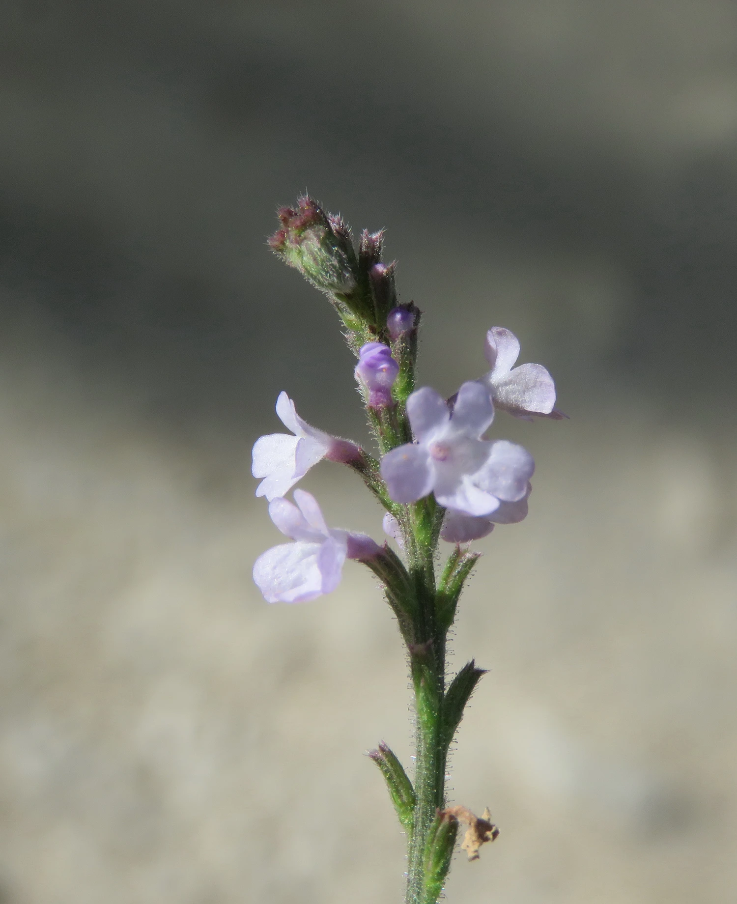 <b>Verbena officinalis </b> echtes Eisenkraut