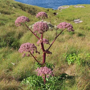 <b>Angelica sylvestris `Vicars Mead´  </b> Purpur - Engelwurz