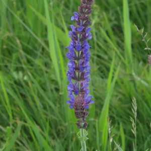 <b>Salvia nemeorosa  </b> Steppensalbei