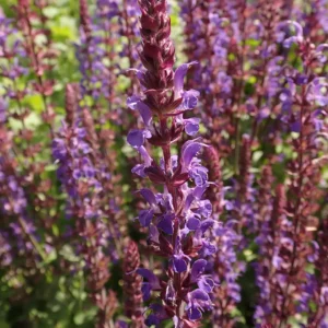 <b>Salvia nemeorosa `blaukönigin` </b> Steppensalbei