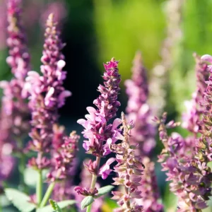 <b>Salvia nemeorosa `rosakönigin` </b> Steppensalbei