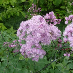 <b>Thalictrum aquilegifolium  </b> Akeleiblättrige Wiesenraute