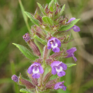 <b>Acinos arvensis</b> Steinquendel
