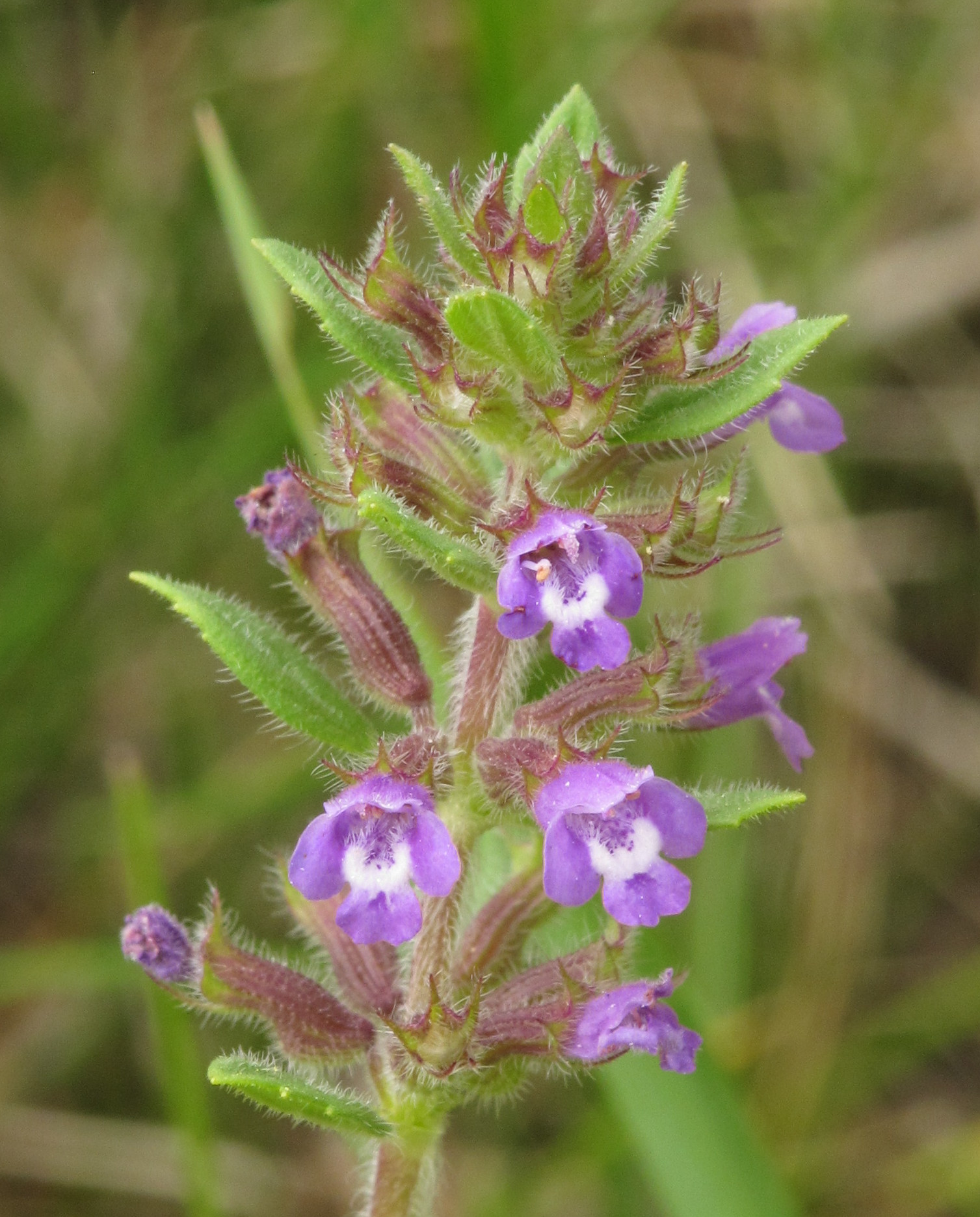<b>Acinos arvensis</b> Steinquendel
