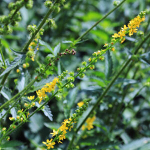 <b>Agrimonia procera</b> Großer Odermenning
