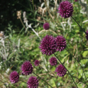 <b>Allium sphaerocephalon</b> Kugelköpfiger Lauch