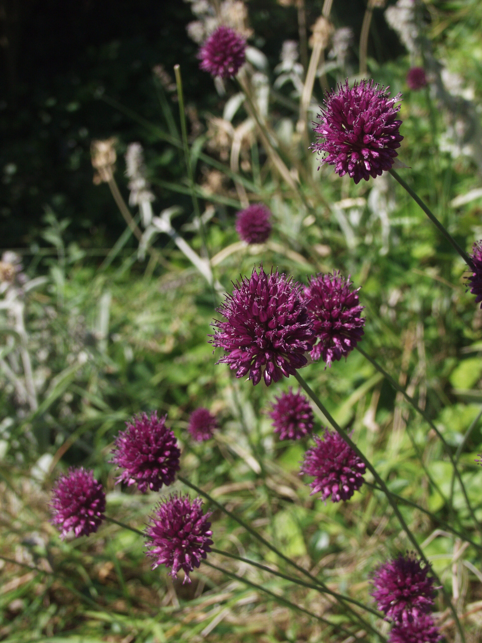 <b>Allium sphaerocephalon</b> Kugelköpfiger Lauch