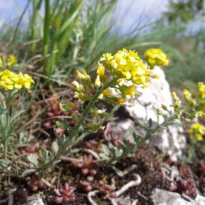 <b>Alyssum montanum</b> Bergsteinkraut