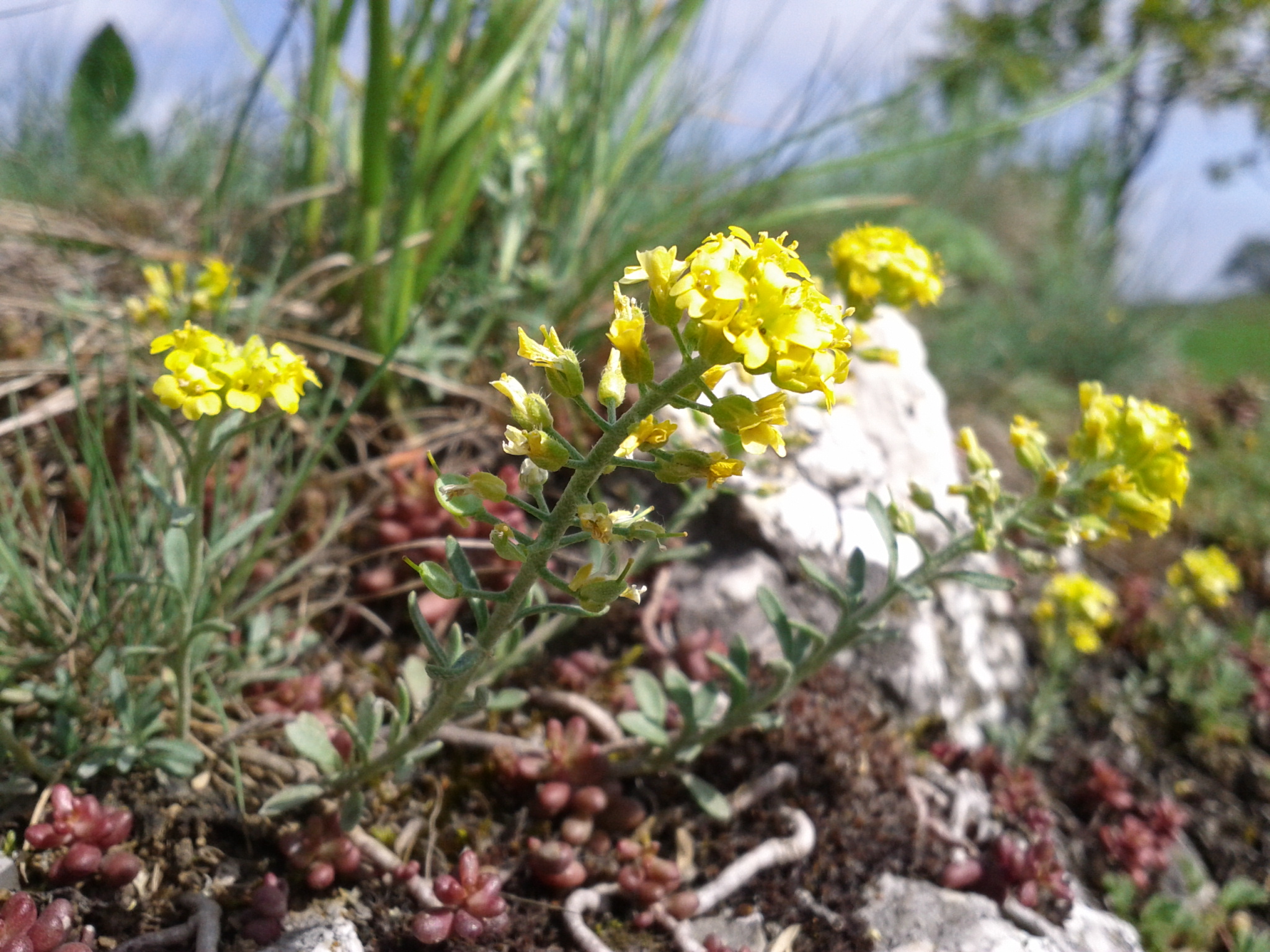 <b>Alyssum montanum</b> Bergsteinkraut