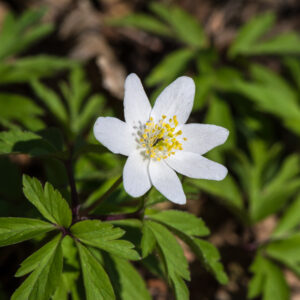 <b>Anemone nemorosa</b> Buschwindröschen