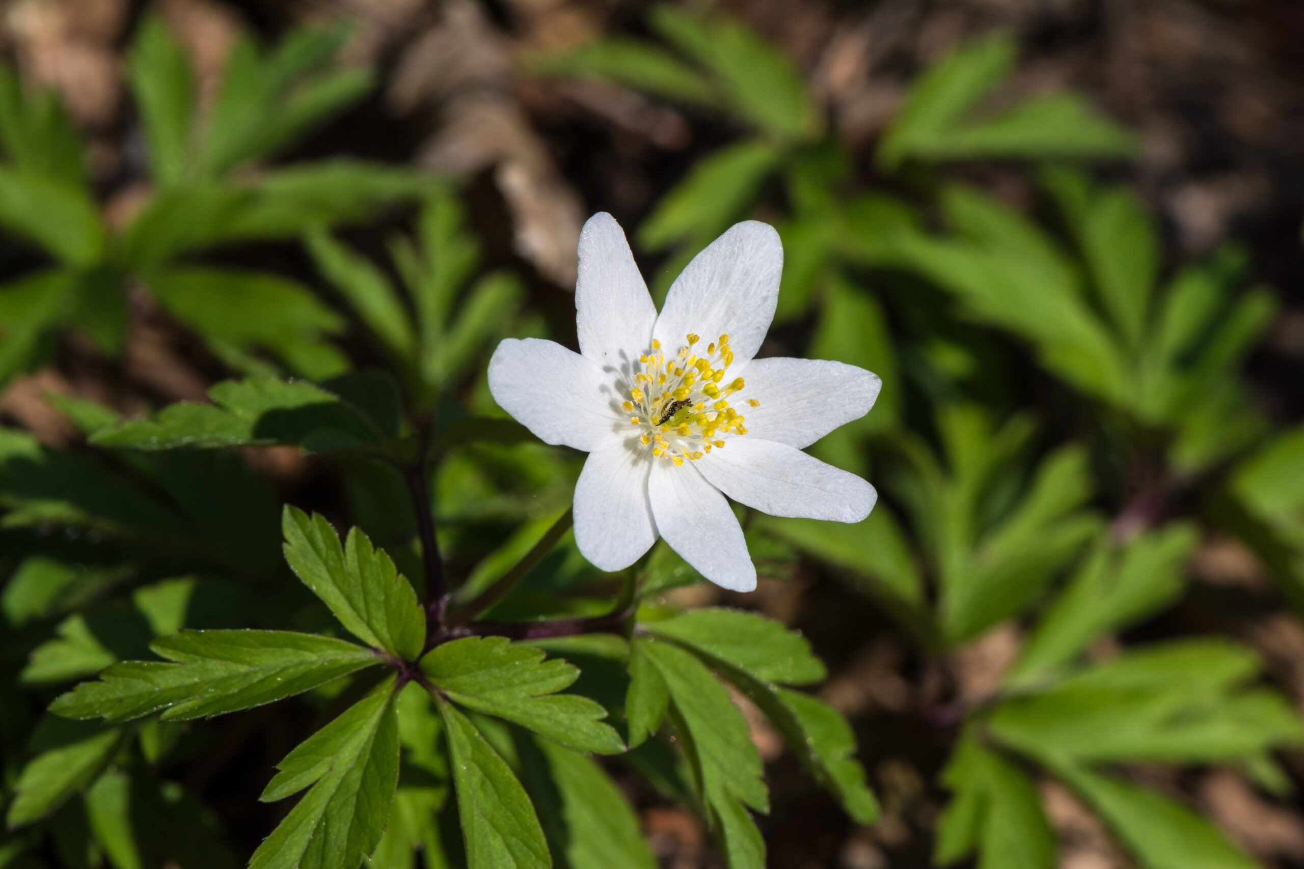 <b>Anemone nemorosa</b> Buschwindröschen