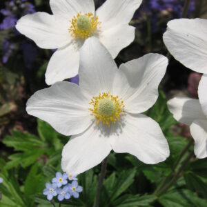 <b>Anemone sylvestris</b> Großes Windröschen