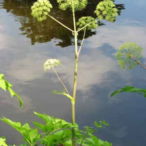 <b>Angelica archangelica</b> Echte Engelwurz