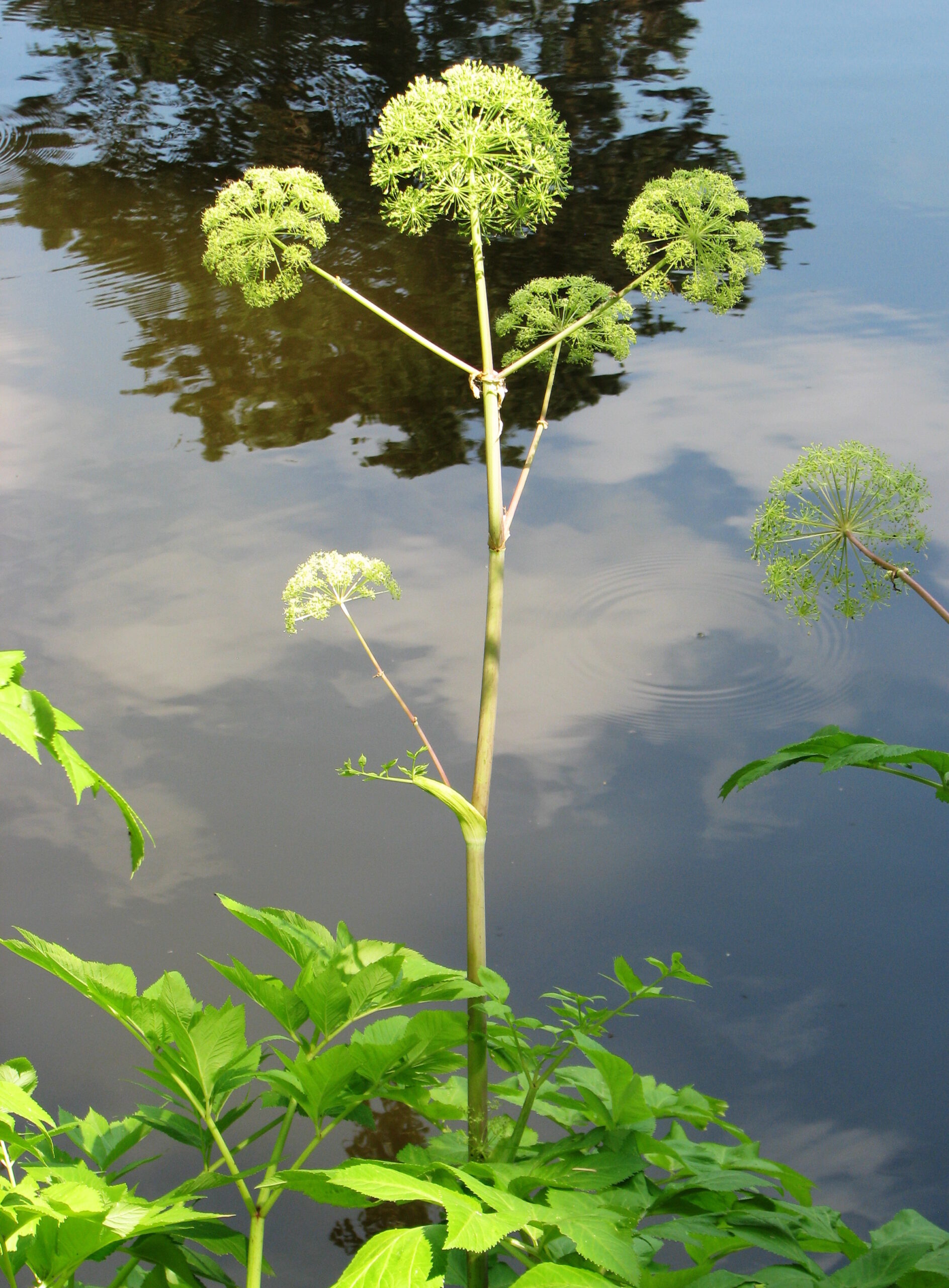 <b>Angelica archangelica</b> Echte Engelwurz