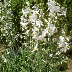 <b>Anthericum liliago</b> Traubige Graslilie