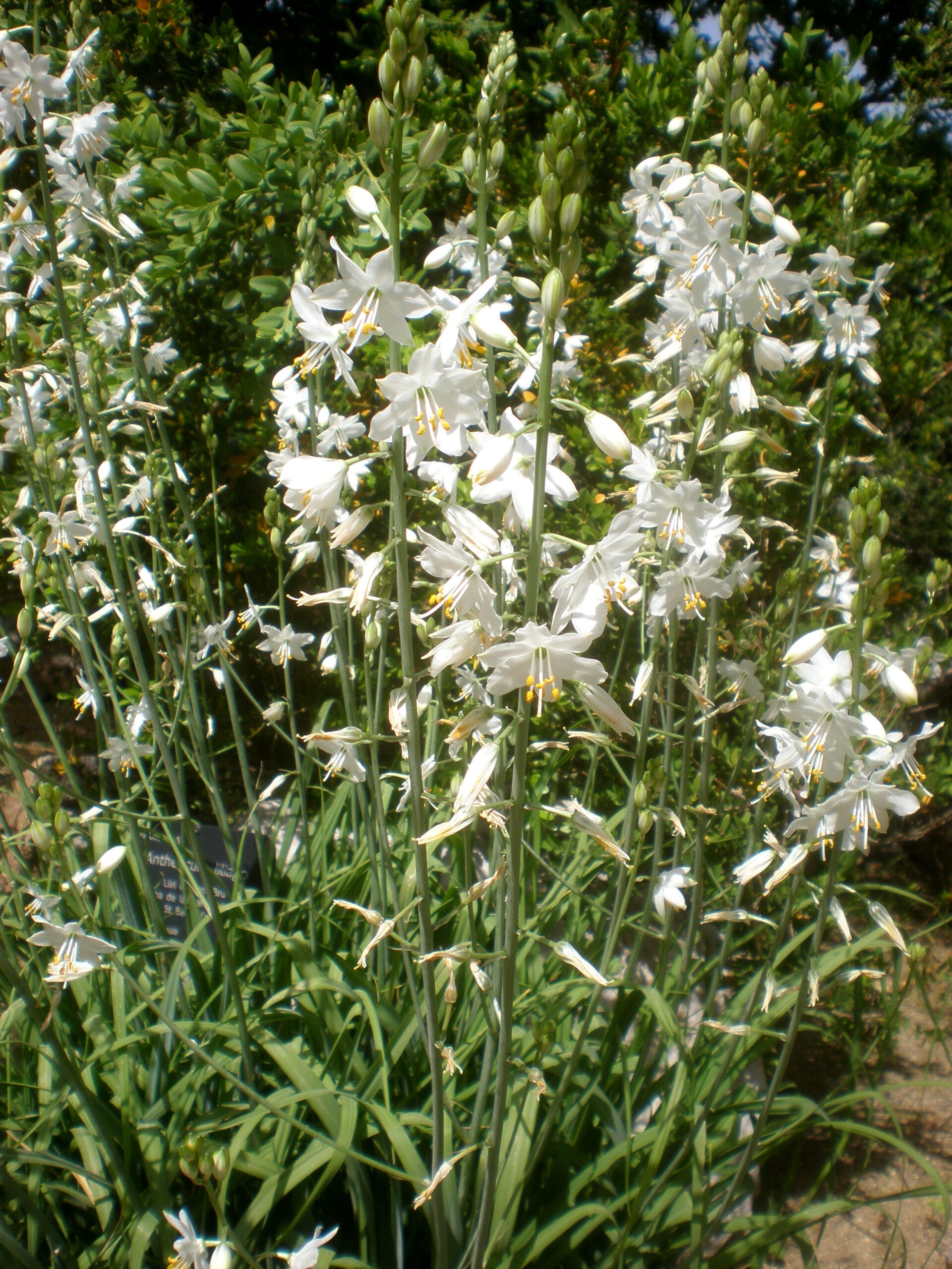 <b>Anthericum liliago</b> Traubige Graslilie