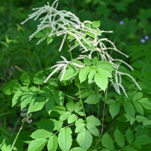 <b>Aruncus dioicus</b> Waldgeißbart