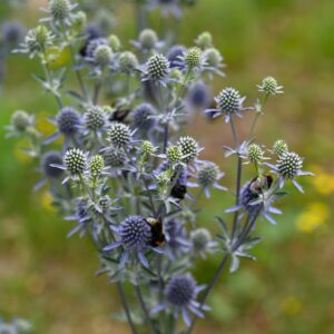 <b>Eryngium planum</b>  Flachbaltt-Mannstreu