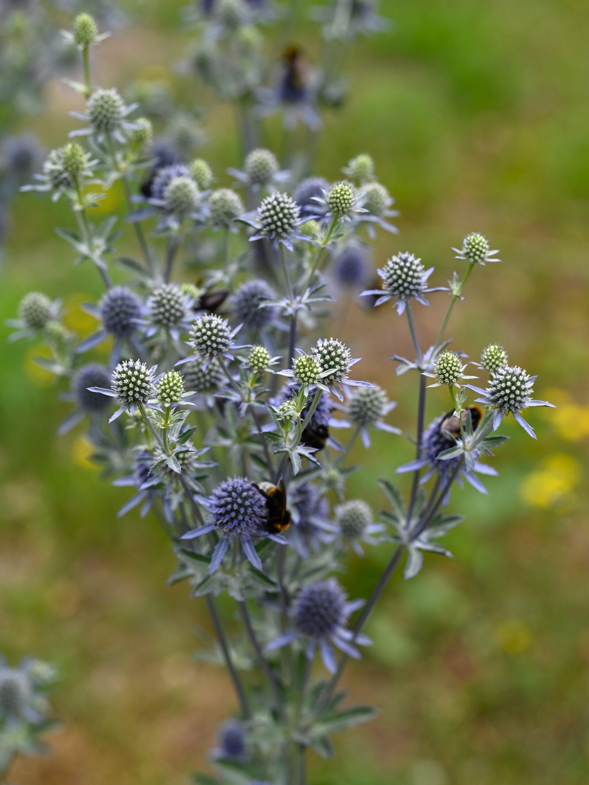 <b>Eryngium planum</b> Flachbaltt-Mannstreu