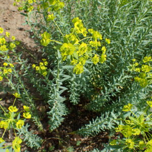 <b>Euphorbia seguieriana</b>  Steppen-Wolfsmilch