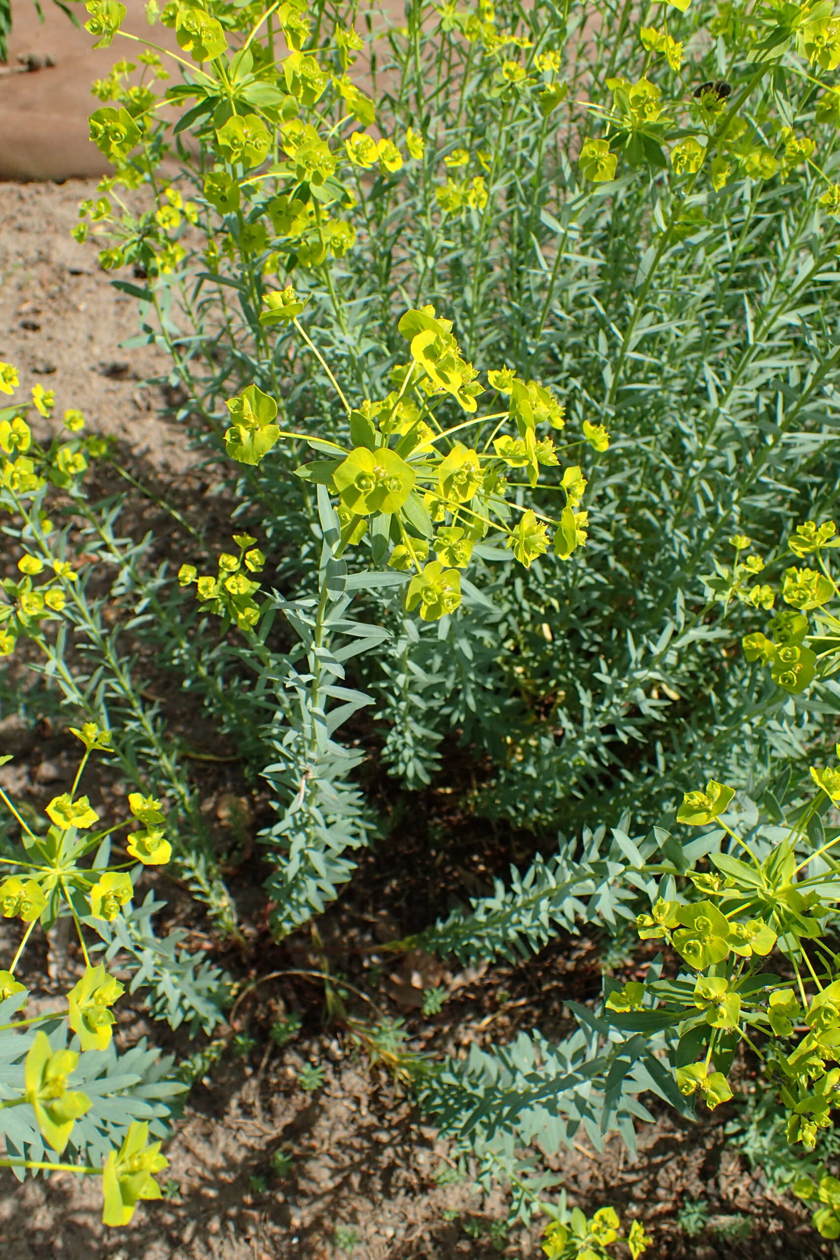 <b>Euphorbia seguieriana</b> Steppen-Wolfsmilch
