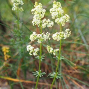 <b>Galium album</b>  Weißes Labkraut