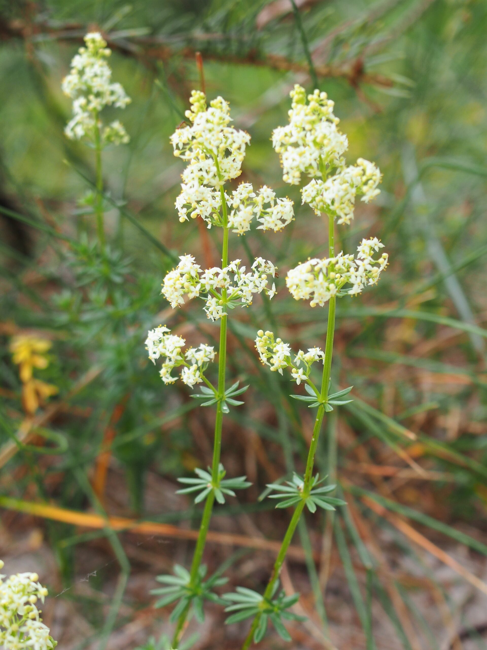 <b>Galium album</b> Weißes Labkraut