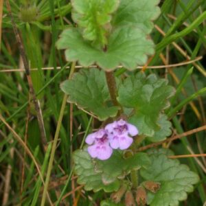 <b>Glechoma hederacea</b>  Gundermann