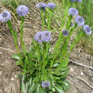 <b>Globularia punctata</b>  Echte Kugelblume