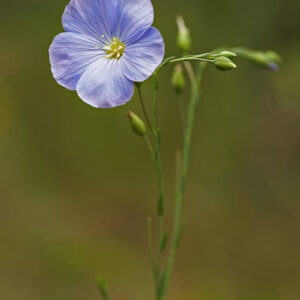 <b>Linum perenne</b>  Blauer Lein