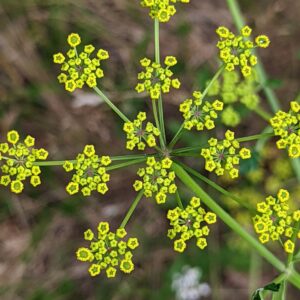 <b>Pastinaca sativa</b> Echter Pastinak