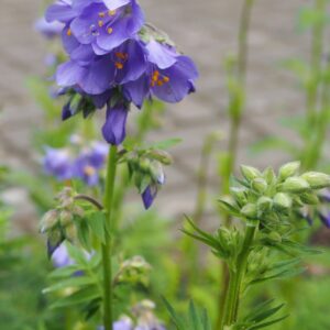<b>Polemonium caeruleum</b> Blaue Jakobsleiter