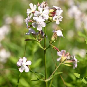 <b>Saponaria officinalis</b> Gewöhnliches Seifenkraut